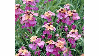 Unbranded Erysimum Plant - Jenny Brook