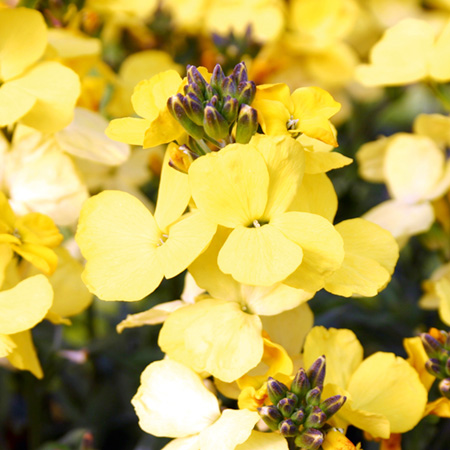 Unbranded Erysimum Rysi Star Pack of 3 Pot Ready Plants