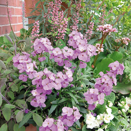 Unbranded Erysimum Winter Joy Pack of 3 Pot Ready Plants