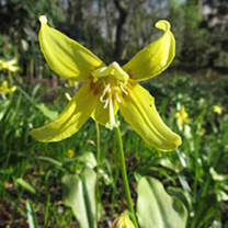 Unbranded Erythronium Bare Roots - Kondo