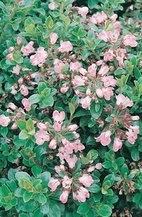 Unbranded Escallonia Appleblossom x 1 litre