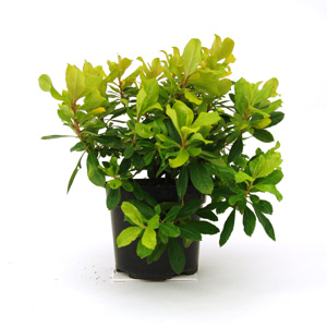 Unbranded Escallonia laevis Gold Ellen