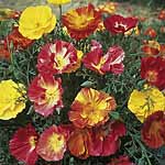 Unbranded Eschscholzia Thai Silk Mixed Seeds 415653.htm