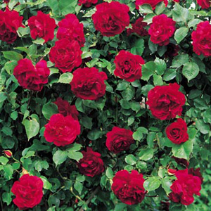 Unbranded Etoile de Hollande - Climbing Rose