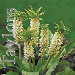 Unbranded Eucomis Autumnalis White Dwarf Bulbs - Star Buy