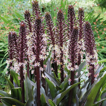 Unbranded Eucomis Sparkling Burgundy Bulbs Pack of 3 Bulbs