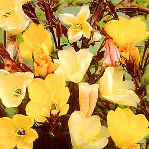 Unbranded Evening Primrose Apricot Seeds