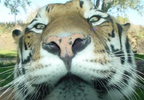 Feeding big cats by hand is normally a suicidal pursuit but this time you can get as close as you