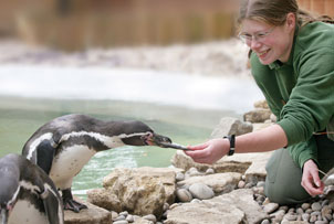 Unbranded Feed the Penguins