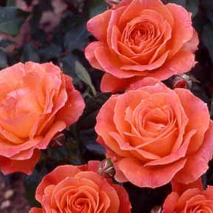 Unbranded Fellowship Floribunda Rose (pre-order now)