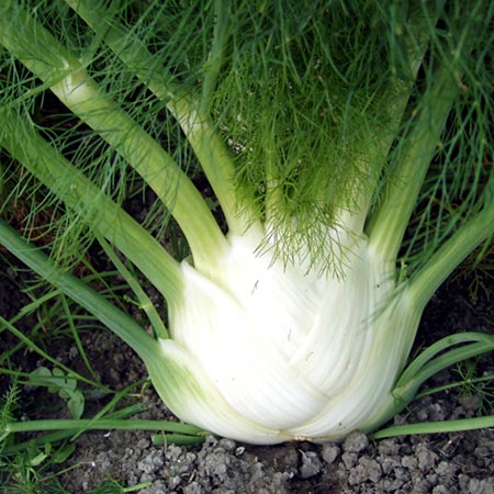 Unbranded Fennel Tauro F1 Average Seeds 200