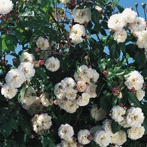 Unbranded Flicit et Perptue - Climbing Rose