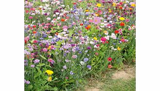 Unbranded Flowering Mixture Seeds - Fast Flowering Annual