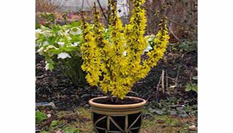 Unbranded Forsythia Plant - Nimbus