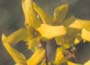 Forsythia