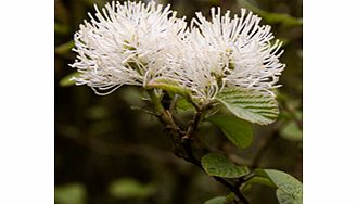 Unbranded Fothergilla Plant - Major