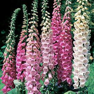 Unbranded Foxglove Excelsior Hybrids Seeds