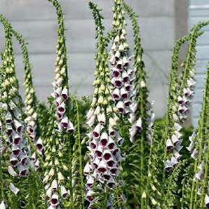 Unbranded Foxglove Pams Choice Seeds