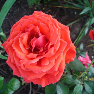 Unbranded Fragrant Cloud - Hybrid Tea Rose (pre-order now)