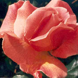 Unbranded Fragrant Dream Hybrid Tea Rose (pre-order now)