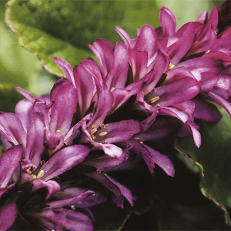 Unbranded Francoa Rogersons Form Seeds Average Seeds 190