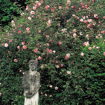 Unbranded Franois Juranville - Climbing Rose