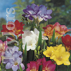 Unbranded Freesias Single Mixed Bulbs