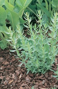 Unbranded French Tarragon x 5 plants