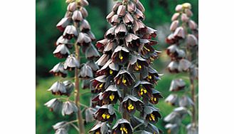 Unbranded Fritillaria Bulb - Persica