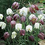 Unbranded Fritillaria Meleagris