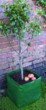 Unbranded Fruit Tree Planter