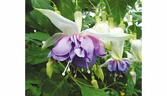 Unbranded Fuchsia Giant Double Flowered Plants - DEEP PURPLE