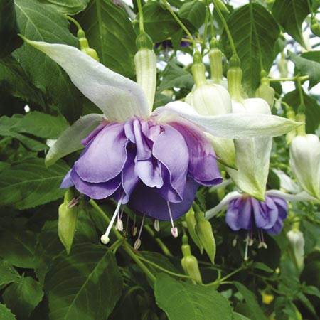 Unbranded Fuchsia Giant Double Flowered Plants - DEEP