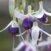 Unbranded Fuchsia Hardy Plants - SNOWCAP Pack of 6 Pot