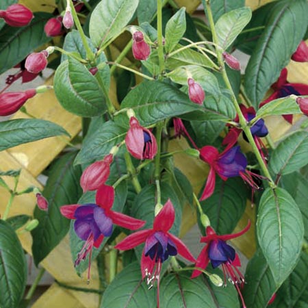 Unbranded Fuchsia Lady Boothby Plant   Trellis 1 Plant  