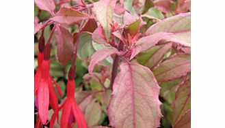 Unbranded Fuchsia Magellanica Plant - Versicolor