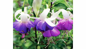 Unbranded Fuchsia Plant - Deltas Sarah