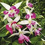 Unbranded Fuchsia Rose Quartet Plants 402141.htm