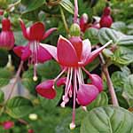 Unbranded Fuchsia Satellite Plants