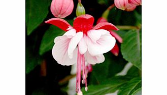 Unbranded Fuchsia Standard Plant - Britney