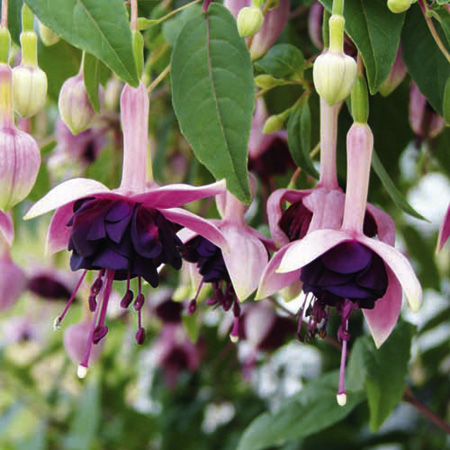 Unbranded Fuchsia Velvet Crush Plants Pack of 5 Pot Ready