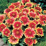 Unbranded Gaillardia Arizona Sun Plants