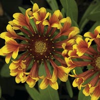 Unbranded Gaillardia Fanfare Plants 488511.htm