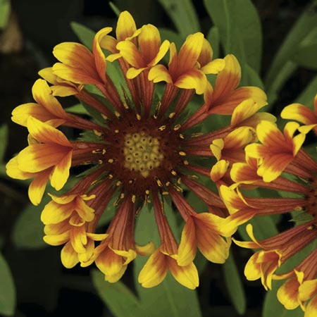 Unbranded Gaillardia Fanfare Plants Pack of 3 Pot Ready