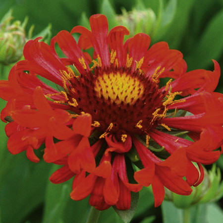 Unbranded Gaillardia Frenzy Plants Pack of 3 Pot Ready