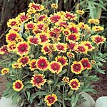 Unbranded Gaillardia Goblin Seeds 425908.htm