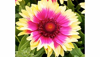 Unbranded Gaillardia Plant - Snappy