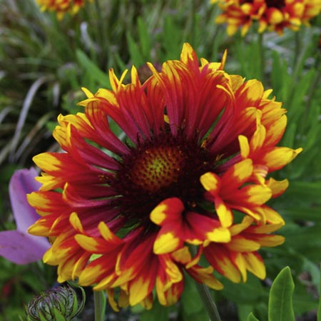 Unbranded Gaillardia Plant Twin Pack Pack of 6 Pot Ready