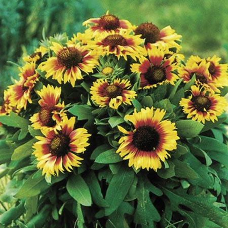 Unbranded Gaillardia Primavera Bicolour Seeds Average 80