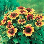 Unbranded Gaillardia Primavera Bicolour Seeds